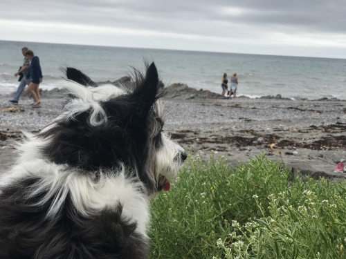 Photo Gallery Image - Dog watching at Downderry beach
