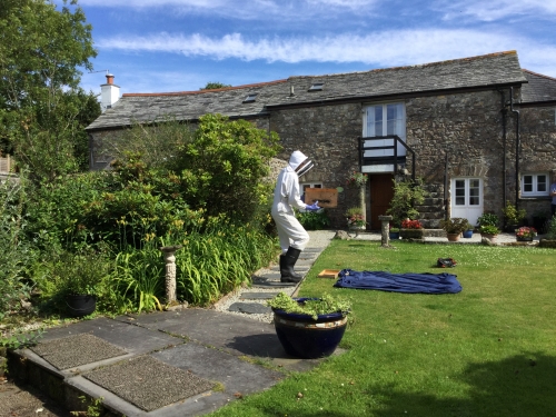 Photo Gallery Image - Bee swarm on the front lawn, the local beekeeper came to collect them!