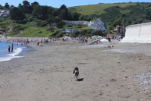 Photo Gallery Image - Wait for me! Seaton and Downderry beaches are dog friendly all year.
