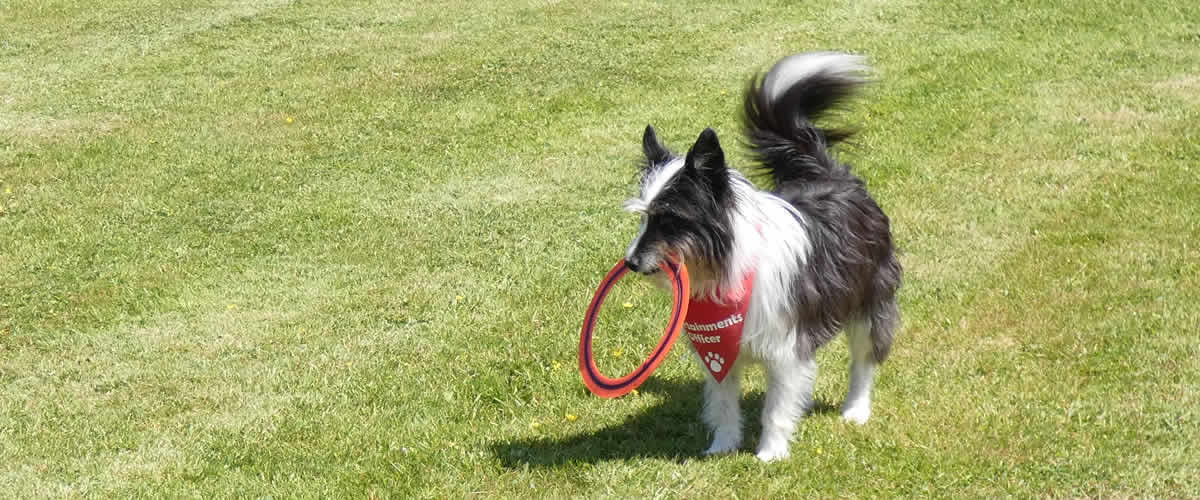 Our dog Bob having fun in our recreation field at Hendrifton