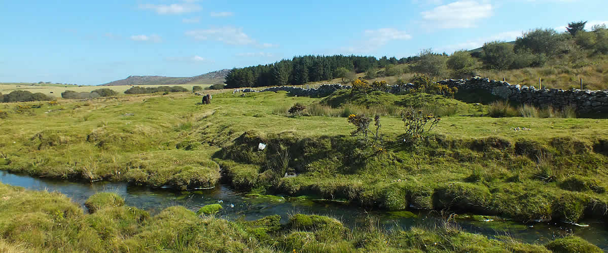 Ponies grazing on Bodmin Moor near Minions