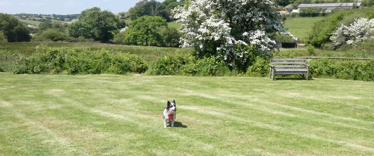 Our dog Bob having fun in our recreation field at Hendrifton