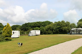 Our dog Bob playing in the caravan field