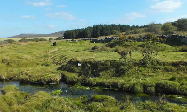 Ponies grazing on Bodmin Moor near Minions