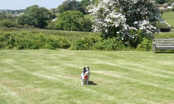 Our dog Bob having fun in our recreation field at Hendrifton